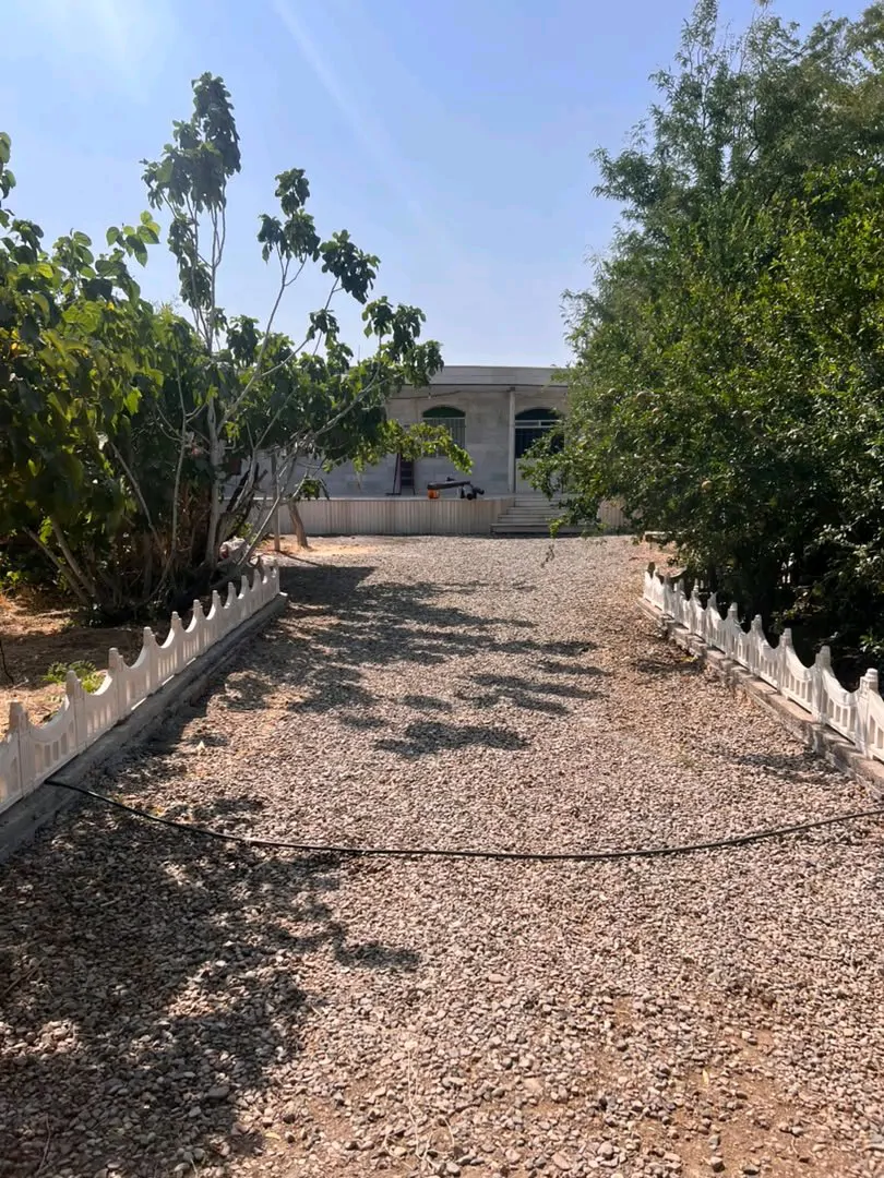 باغ امیر آباد نو گل رز