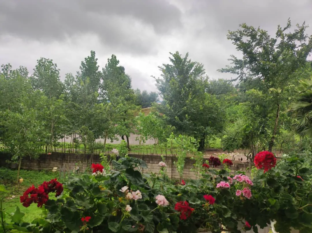 جنگلی موسوی
