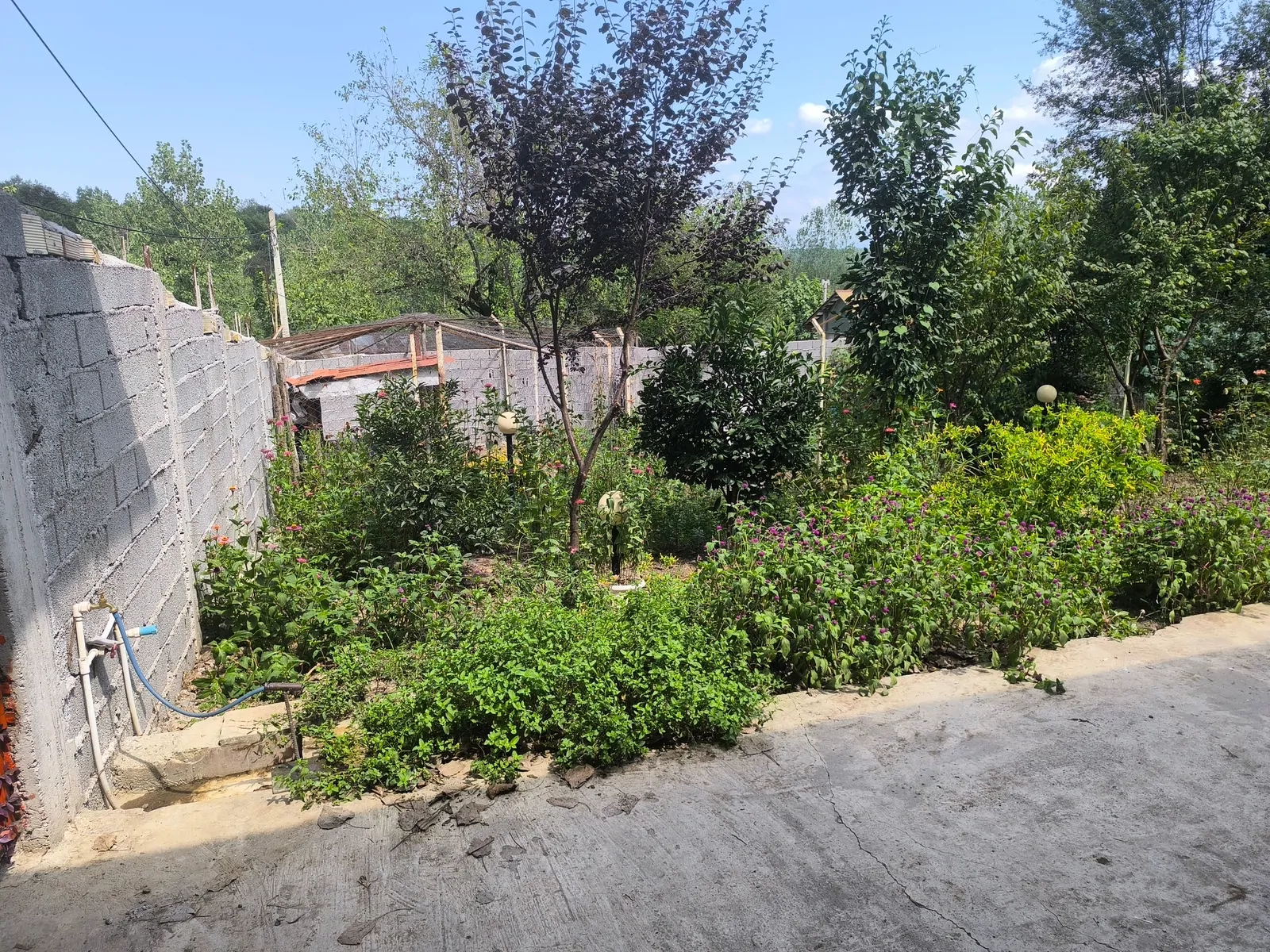 طاوس کچاء