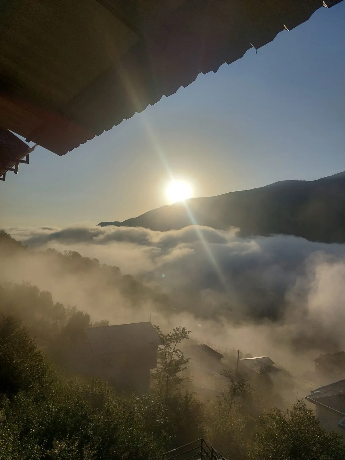 جنگلی مهران