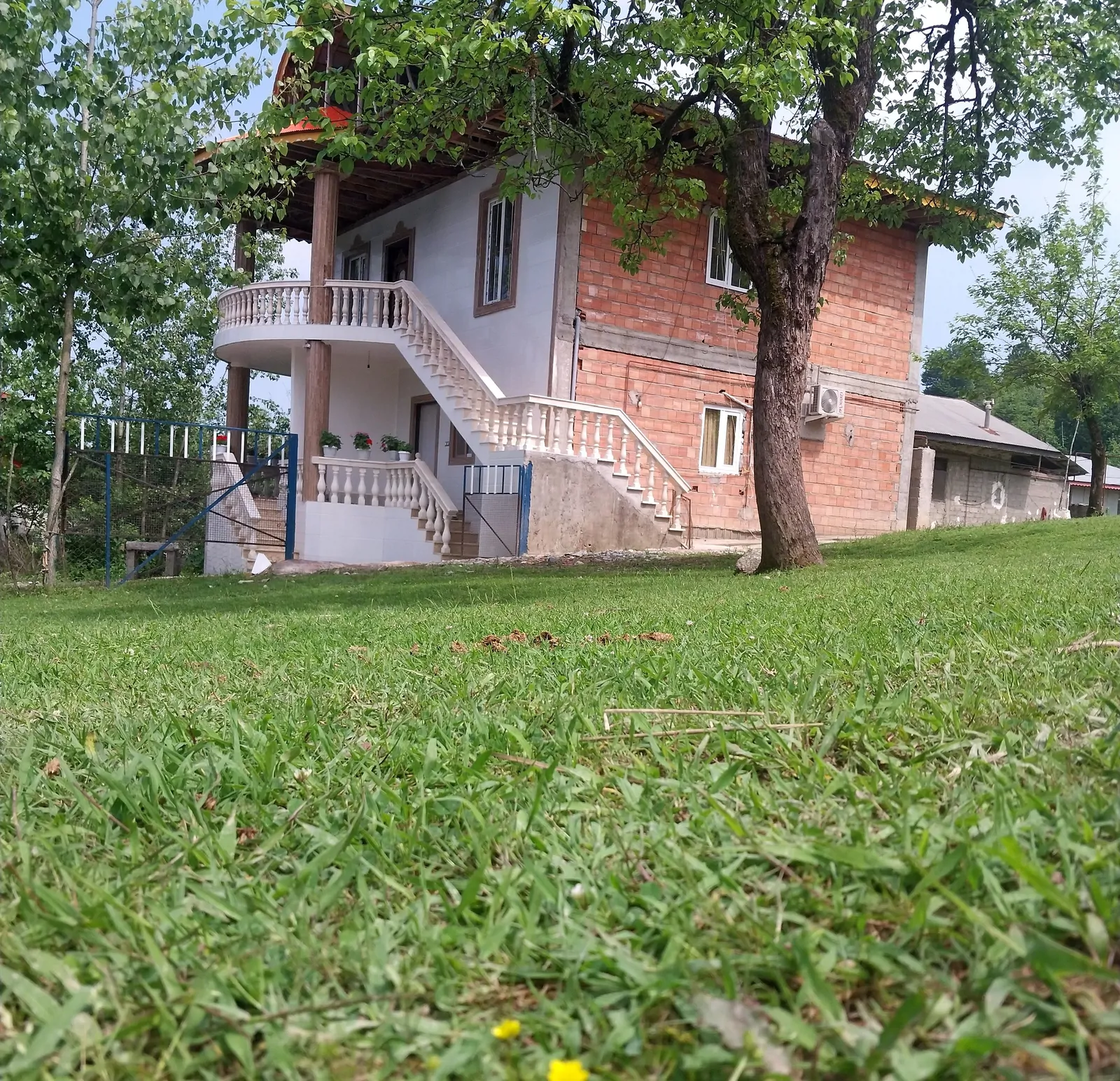 جنگلی فاطیما (2)