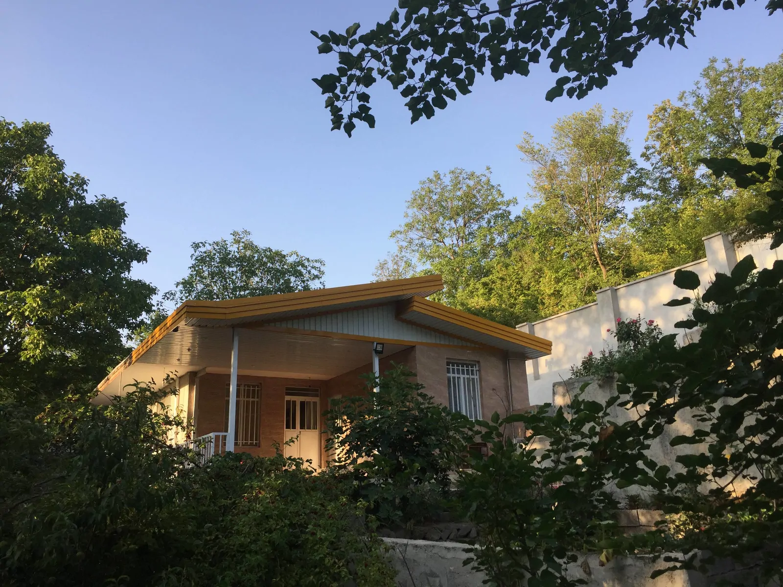  جنگلی محمدی 