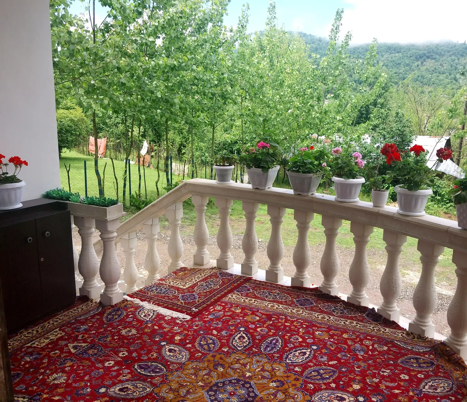جنگلی فاطیما (2)