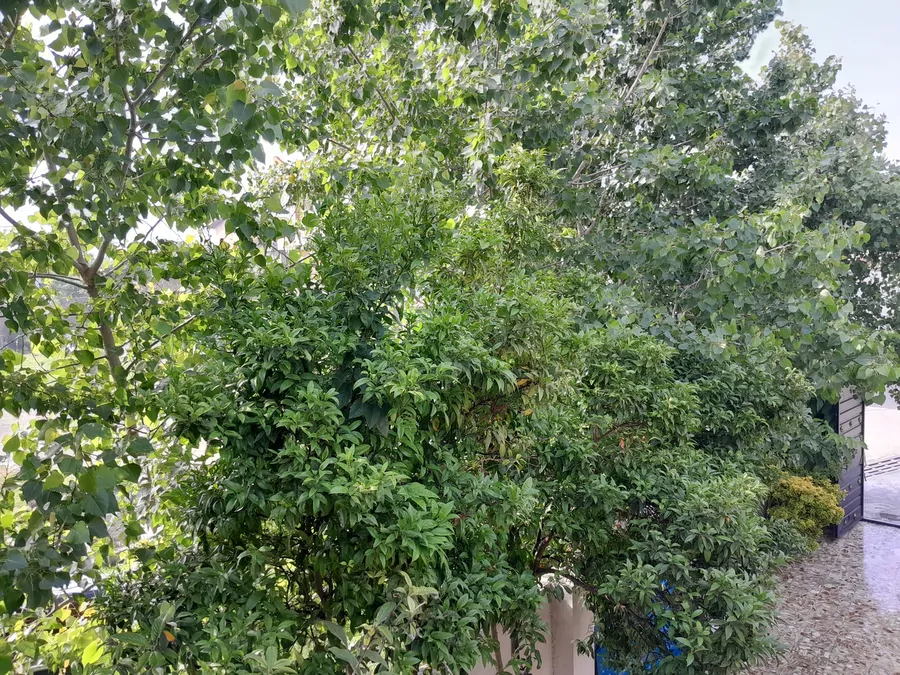 تصویر ۱ - ویلا ویلا استخردار ۳خواب چهار فصل مهدی در  ساری