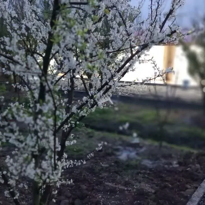 تصویر ۱ - ویلا باران در  آستانه اشرفیه