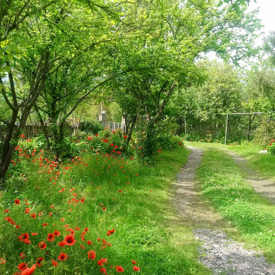 تصویر ۱ - ویلا گلها در  ماسال