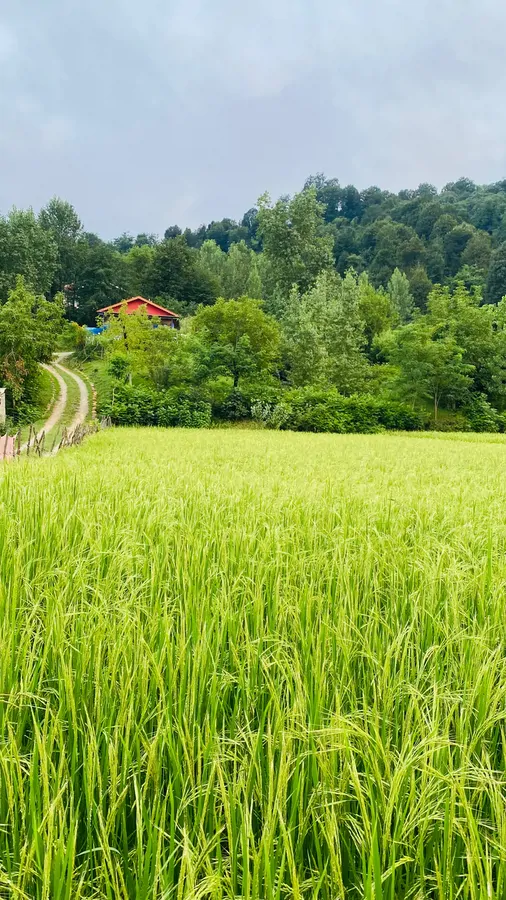 تصویر ۱ - ویلا ویلا با ویویی لاکچری در قلب جنگل در فومن