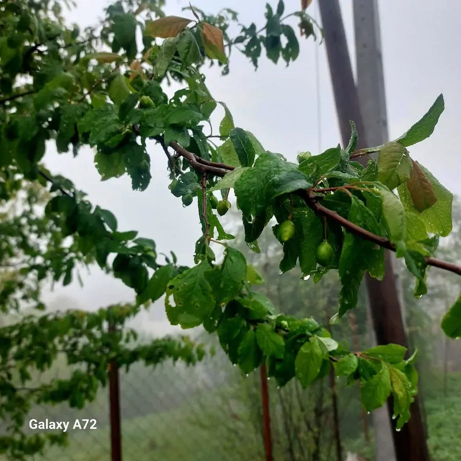 تصویر ۱ - کلبه ویلا جنگلی کوهستانی  در  رستم آباد
