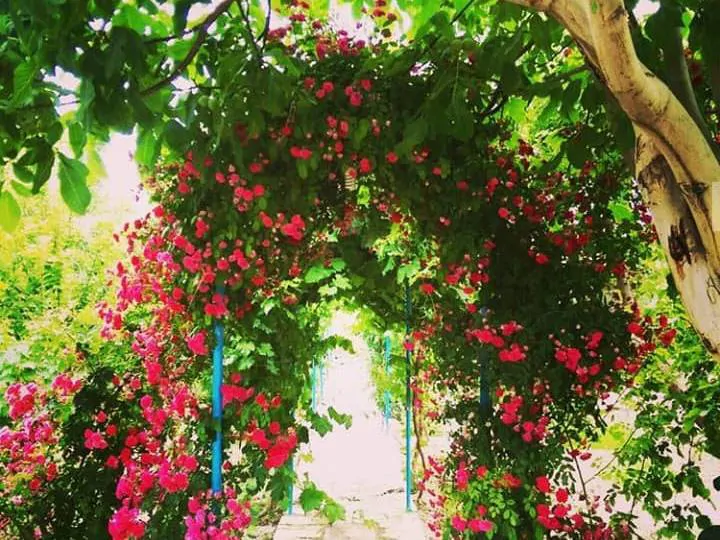 تصویر ۱ - اقامتگاه بوم‌گردی گلستان پدری در  نجف آباد