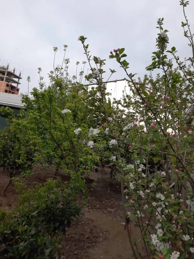 تصویر ۱ - ویلا  استخردار مرکبات در  سرخ رود