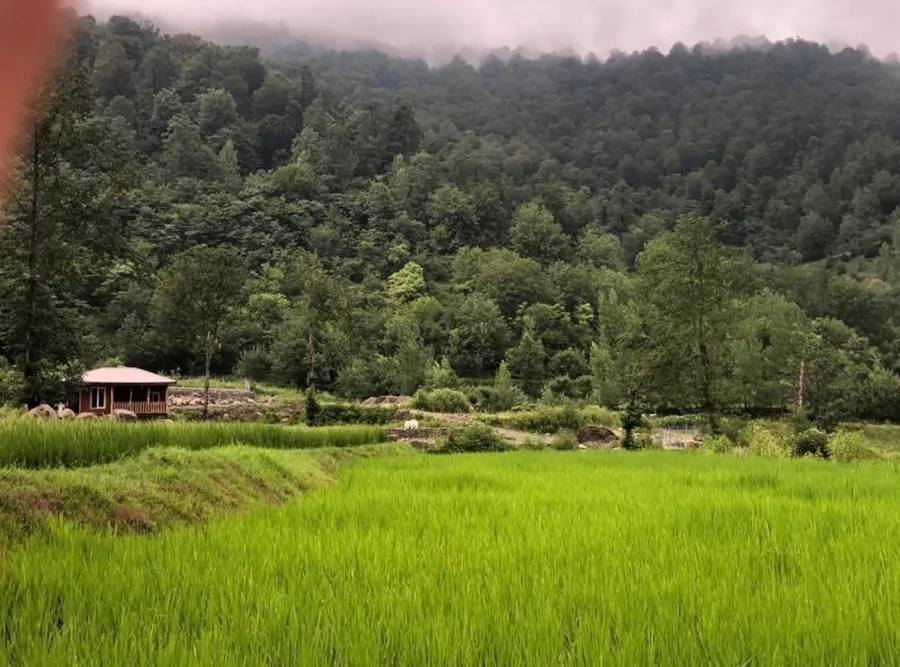 تصویر ۱ - کلبه کلبه جنگلی مرتضی در لفور