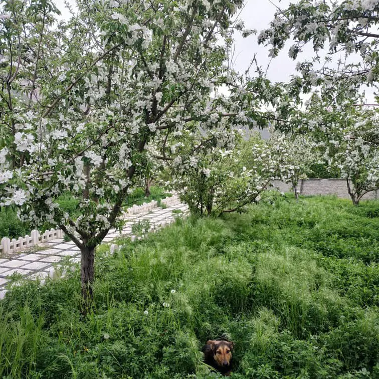 تصویر ۱ - ویلا باغ بهشت در  طالقان