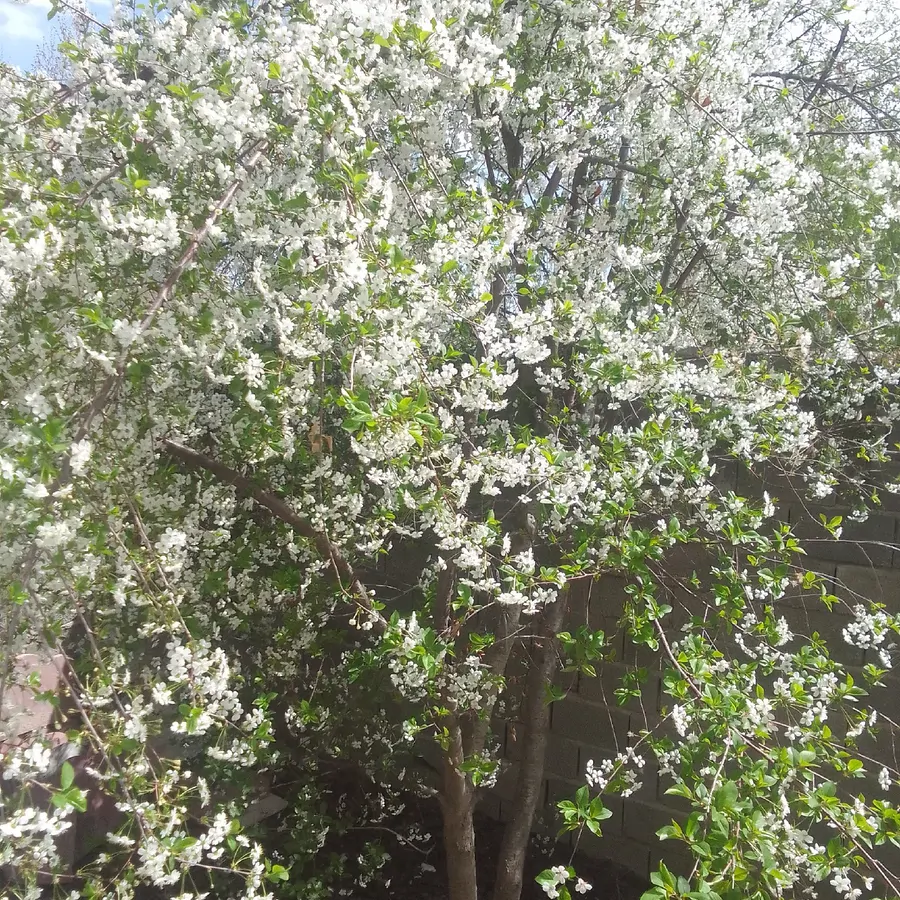 تصویر ۱ - ویلا ویلاسپیدار در  سهیلیه