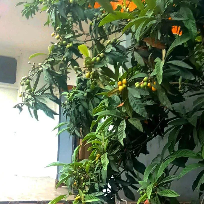 تصویر ۱ - ویلا خانه باغ روستایی در آمل در  آمل
