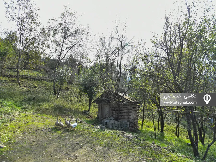تصویر ۱ - کلبه  باغ آلوچه در  سوادکوه
