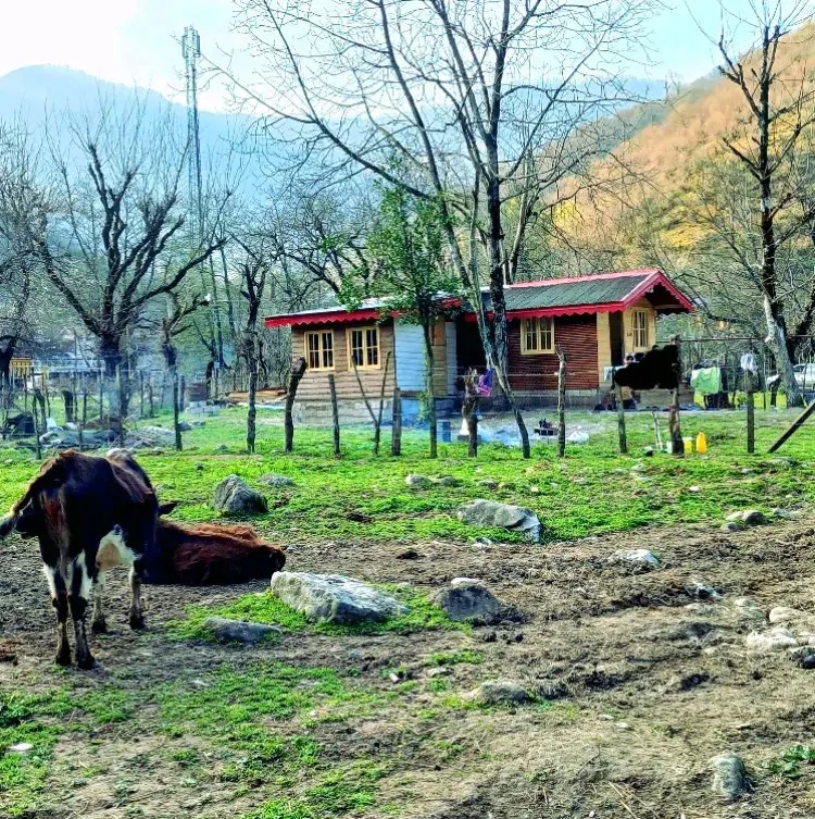 تصویر ۱ - کلبه جنگلی توسکا در ماسال