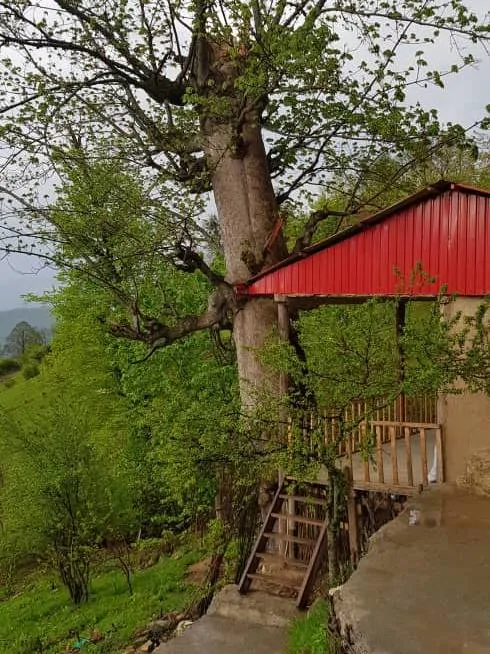 تصویر ۱ - روستایی و عشایری افرا در  رامیان