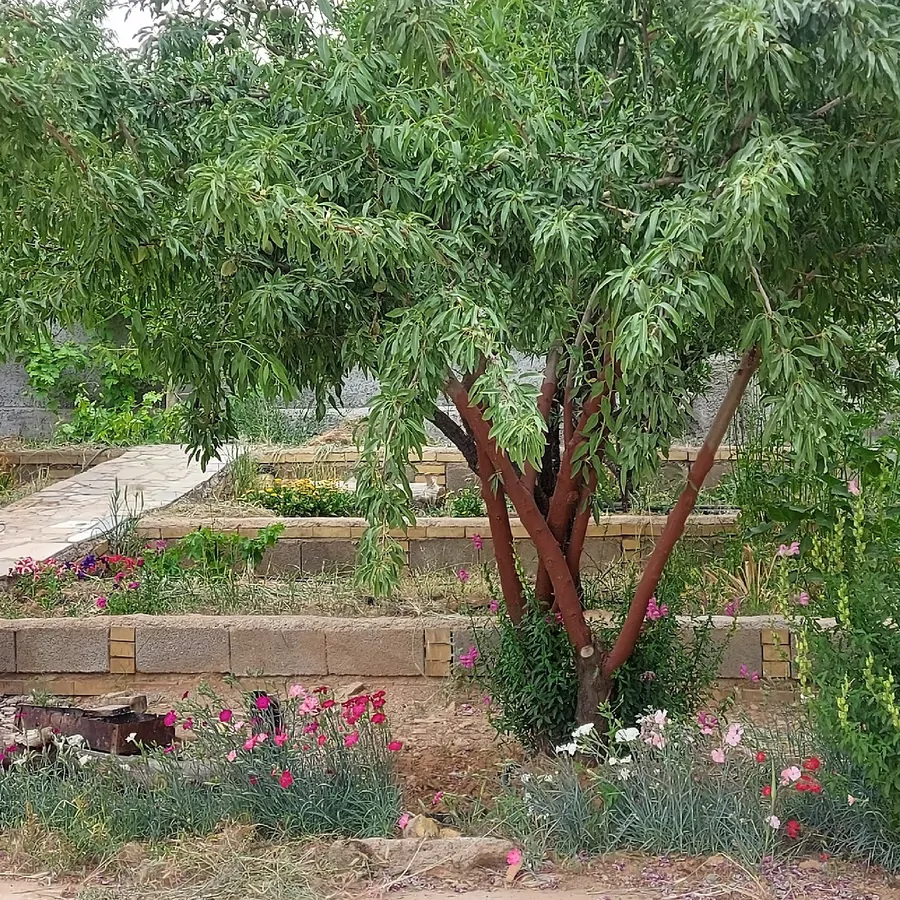 تصویر ۱ - اقامتگاه بوم‌گردی باغ داریوش در  شیراز
