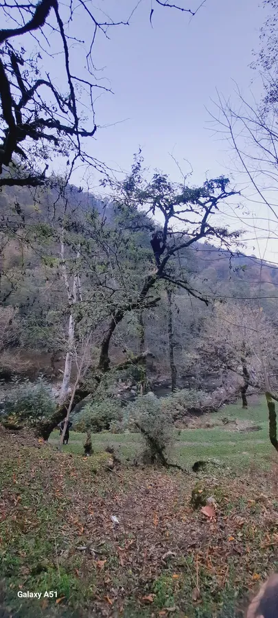 تصویر ۱ - کلبه یکطرف بالکن روبه جنگل وطرف دیگر روبه رودخانه ودردل طبیعت در  ماسوله 