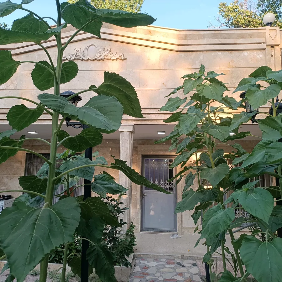 تصویر ۱ - ویلا ویلای استخر دار دوخوابه ائل سون در اسکو