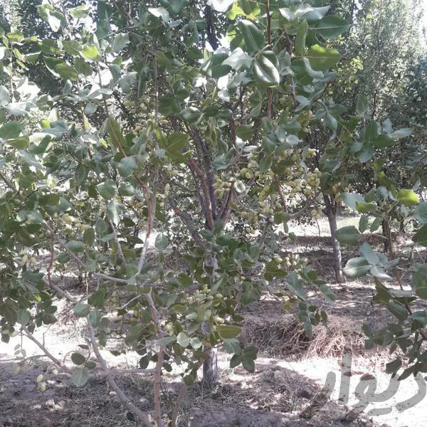 تصویر ۱ - ویلا ویلای امیر رضا در  تبریز