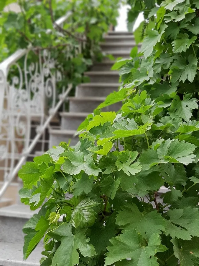 تصویر ۱ - خانه چهاربرج در  مشهد