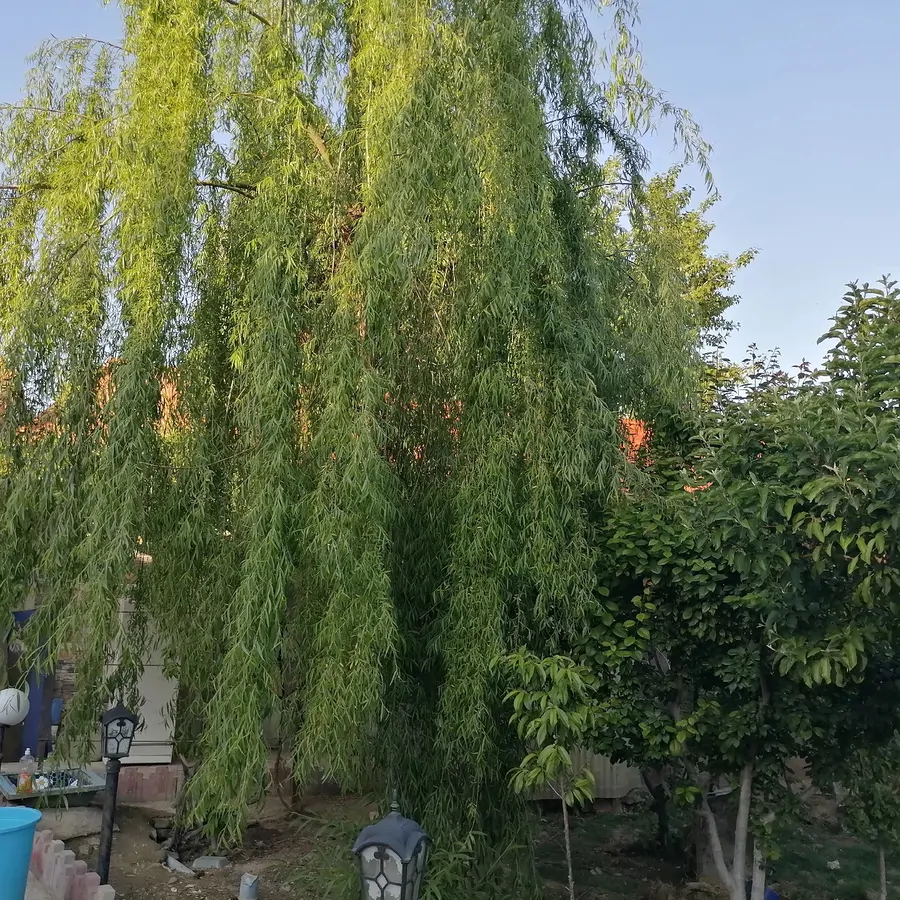 تصویر ۱ - ویلا باغ ویلای راد در  ملارد 