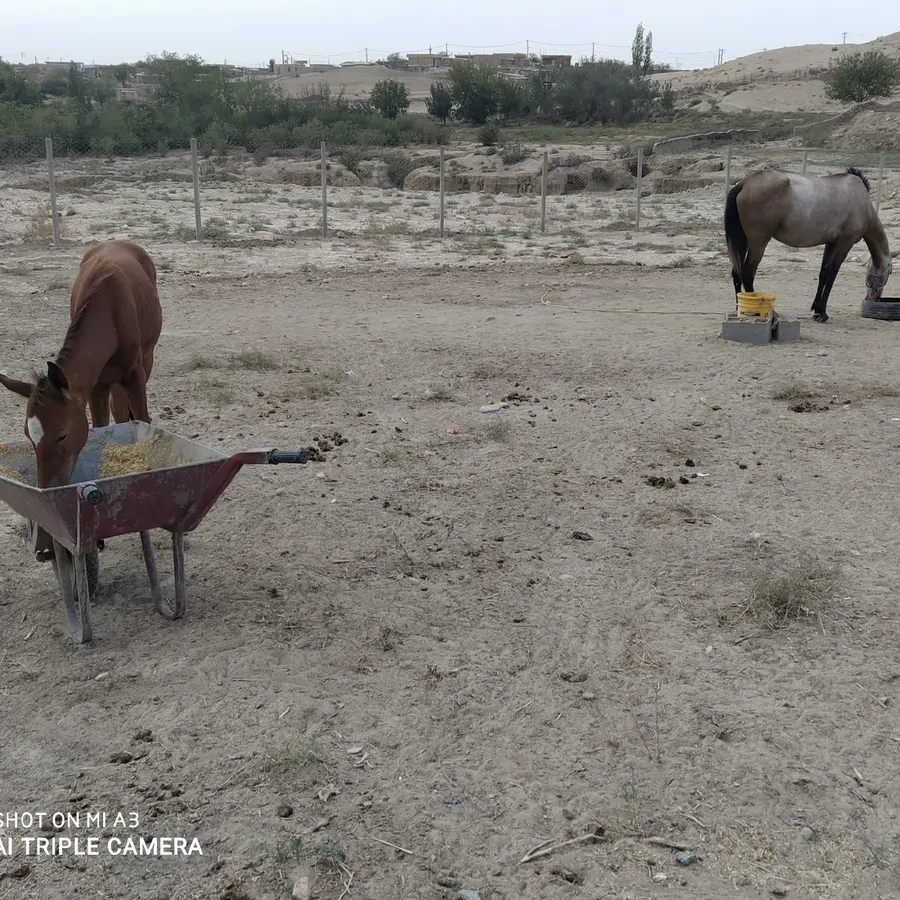 تصویر ۱ - اقامتگاه بوم‌گردی آتلان یورت در  مراوه تپه