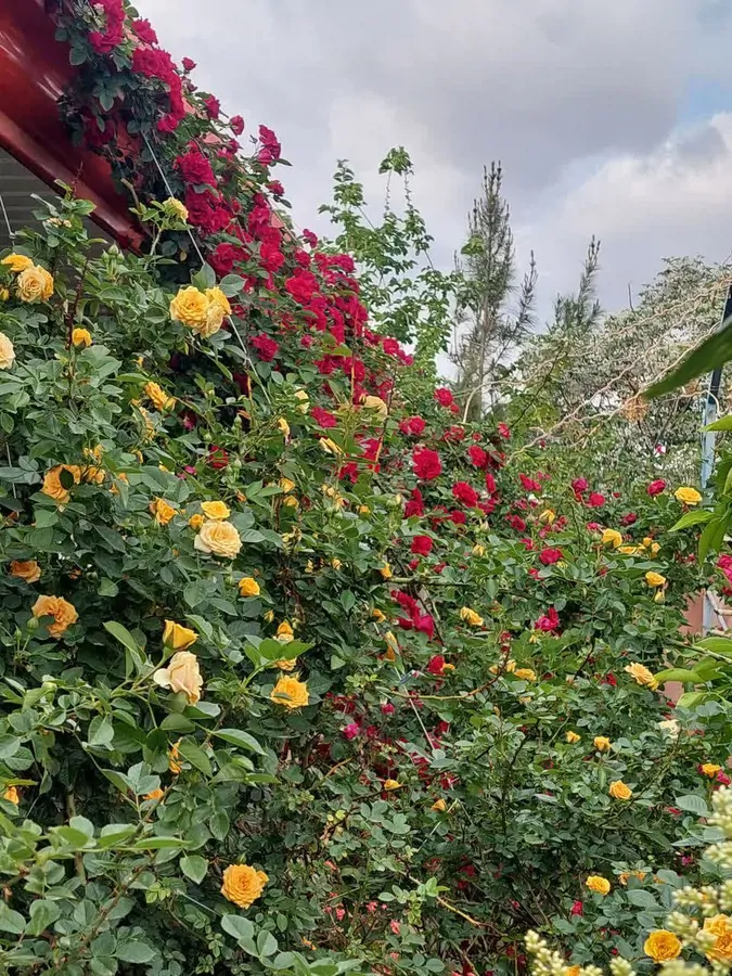 تصویر ۱ - ویلا خانه باغ با فضایی سرسبز و دلنشین در  کاشان