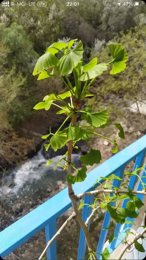 تصویر ۱ - آپارتمان واحد فرنیش، منظره جذاب، رودخانه و آب و هوای ییلاقی و کوهستانی واقع در سولقان در  تهران