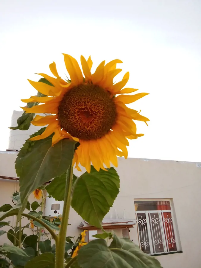 تصویر ۱ - سوییت قو سفید در هرمز