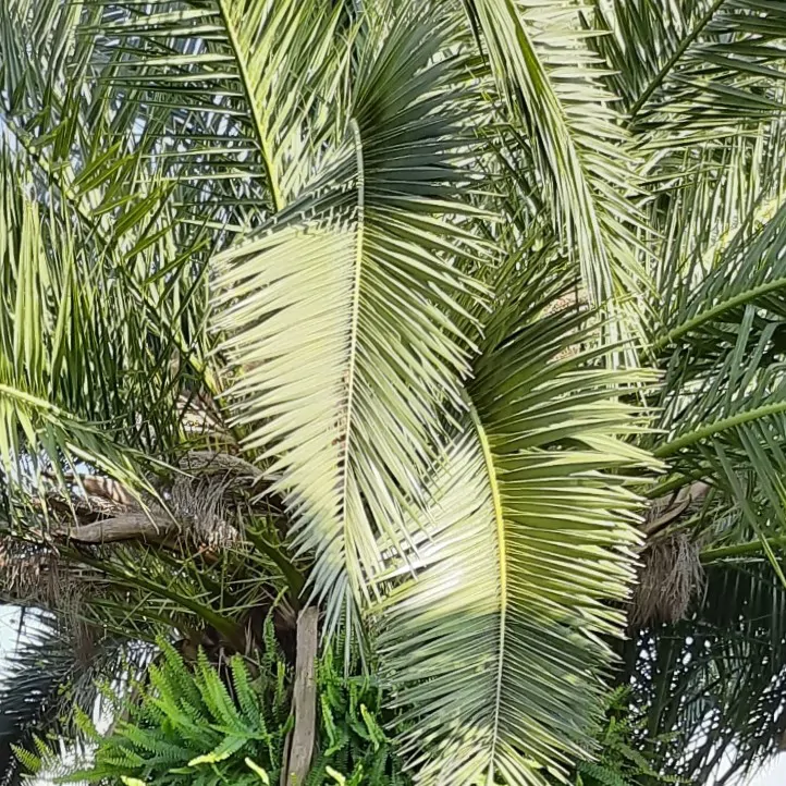 تصویر ۱ - ویلا سیا جان در  انزلی