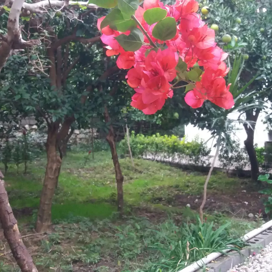 تصویر ۱ - ویلا کیا در  چالوس