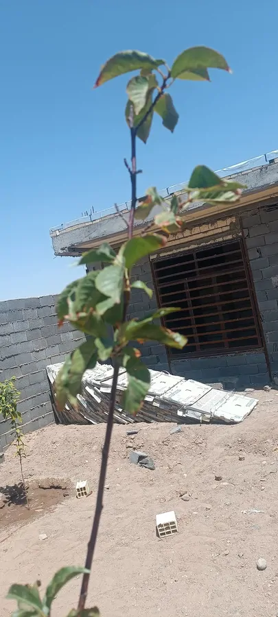 تصویر ۱ - خانه معمولی  در  سیرجان