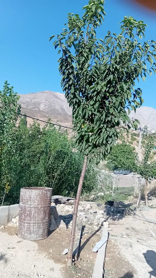تصویر ۱ - ویلا باغ ویلا  در  الیگودرز