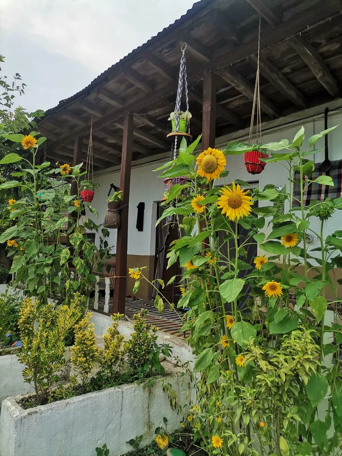 تصویر ۱ - کلبه روستایی تِشکِلِه در  شیرگاه