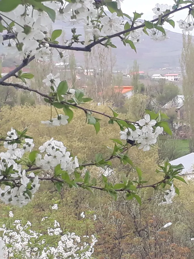 تصویر ۱ - خانه سپیدار الموت در  الموت