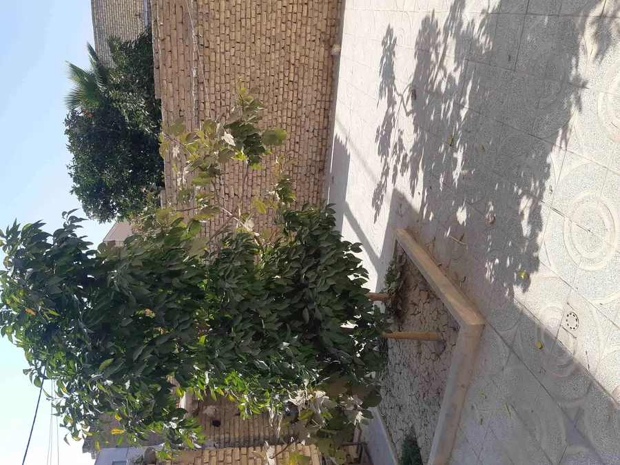 تصویر ۱ - سوییت سویت با حایط اختصاصی بزرگ در اصفهان