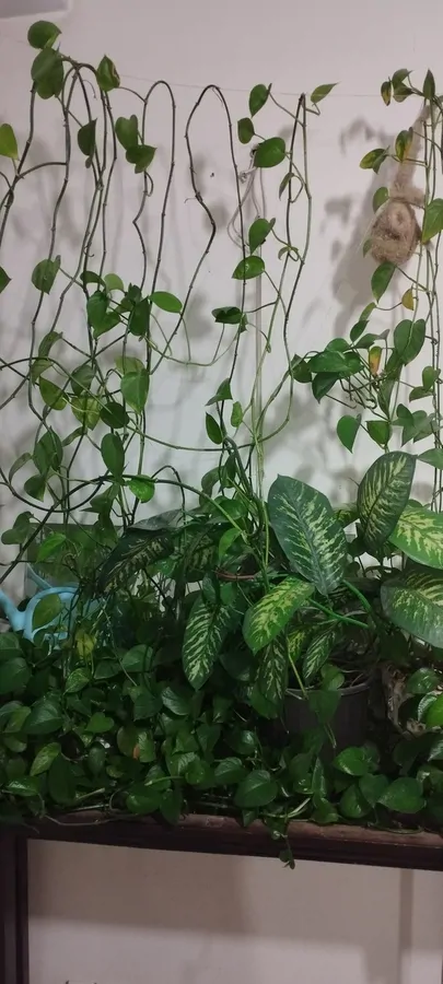 تصویر ۱ - آپارتمان خانه مسکونی  در  فردیس