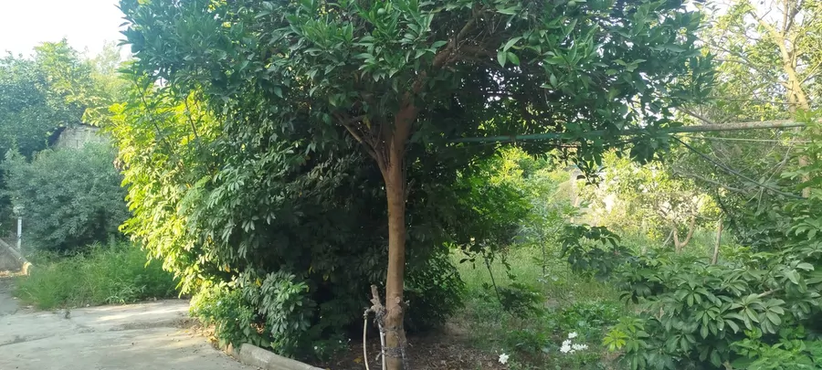 تصویر ۱ - ویلا ویلا باغ کم نظیر در  سرخ رود