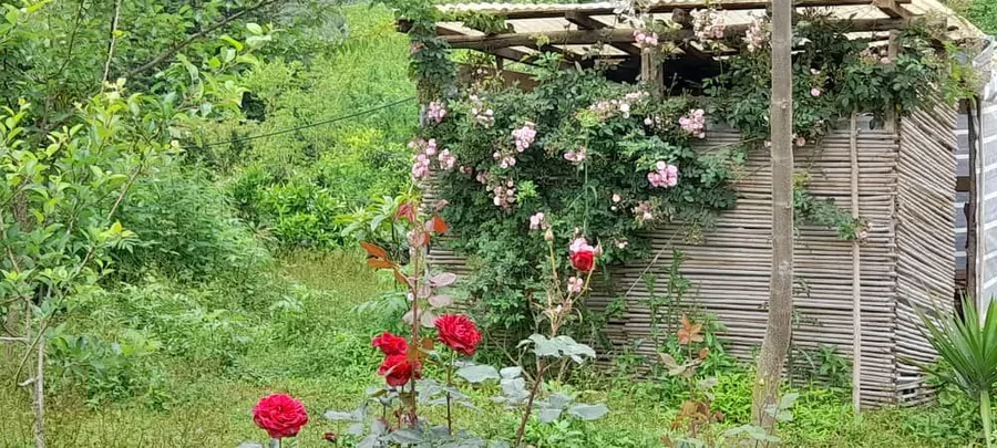 تصویر ۱ - روستایی و عشایری ویلا باغ جنگلی شقایق  در  لنگرود
