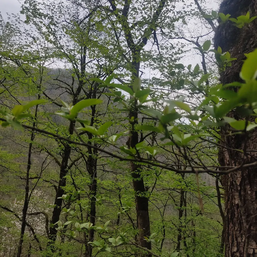 تصویر ۱ - سوییت سوییت اجاره ای  در  اسالم