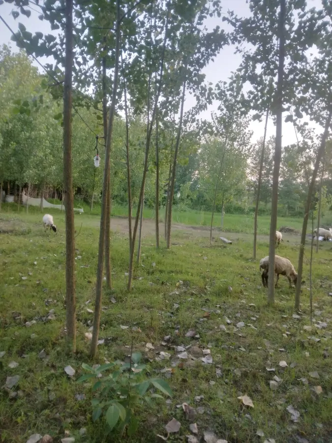 تصویر ۱ - کلبه کلبه کاهگلی در صومعهسرا