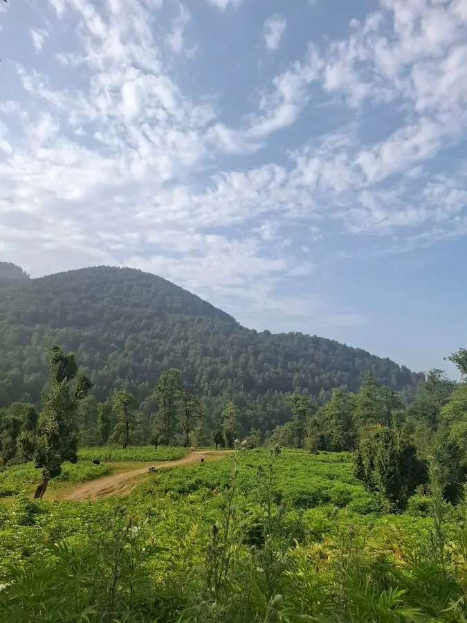 تصویر ۱ - کلبه کلبه چوبی پدر نزدیک اولسبلنگاه  در  ماسال