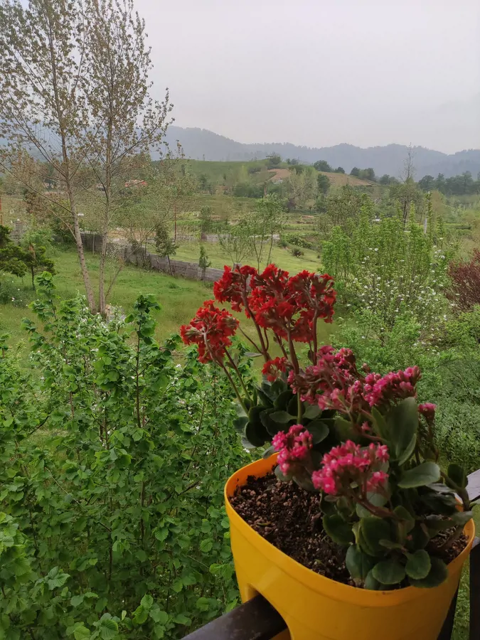 تصویر ۱ - کلبه کلبه سوئیسی دلربا در چماچا  در  شفت