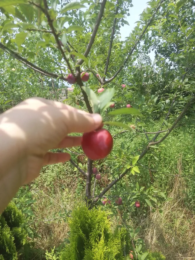 تصویر ۱ - ویلا روستایی و دلباز  در  فومن