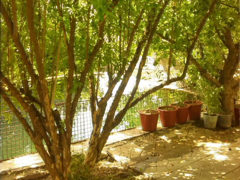 تصویر ۱ - کلبه پریان در  صحنه