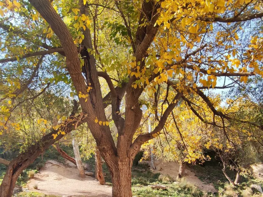 تصویر ۱ - آپارتمان مبله خیابان ولیعصر در  لاهیجان