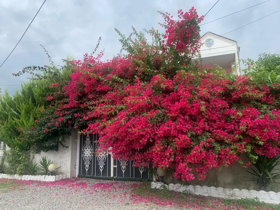 تصویر ۱ - ویلا ویلای گل کاغذی در  رامسر