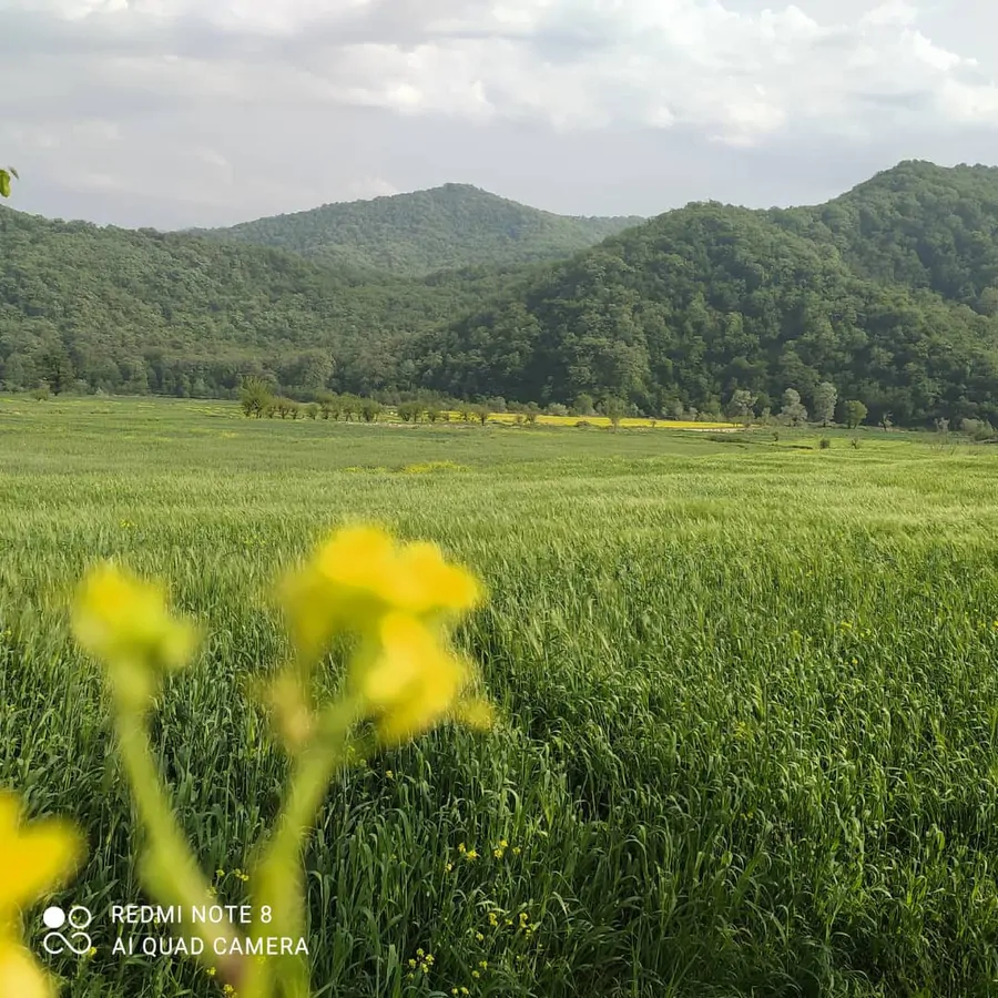 تصویر ۱ - سوییت گلستان ۲ در  گالیکش